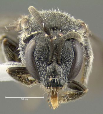 Media type: image;   Entomology 610493 Aspect: head frontal view